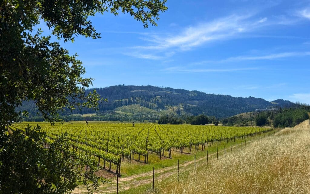 Silverado Trail vineyard view during a Napa Valley wine tasting itinerary road trip
